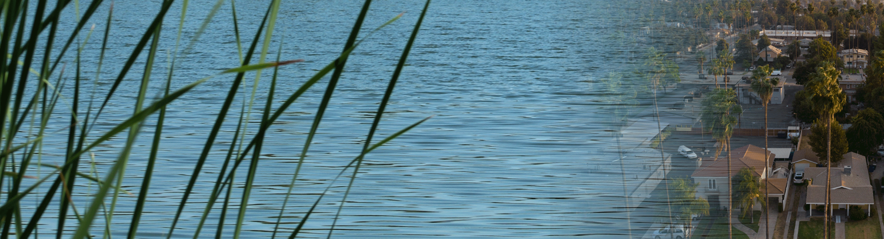 Image of reeds and water and neighborhood in San Bernardino, CA